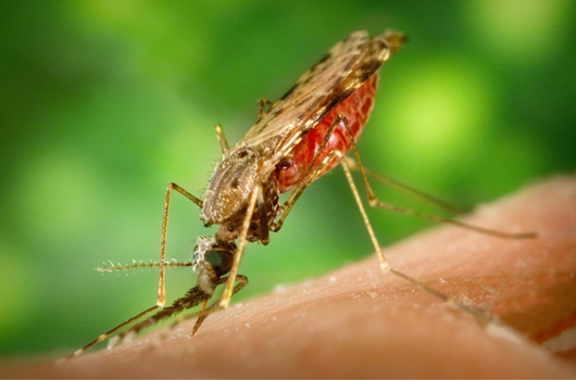 25 апреля – Всемирный день борьбы с малярией