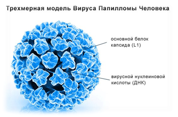 Вирус папилломы человека