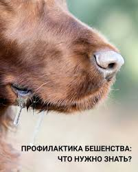 О профилактике бешенства