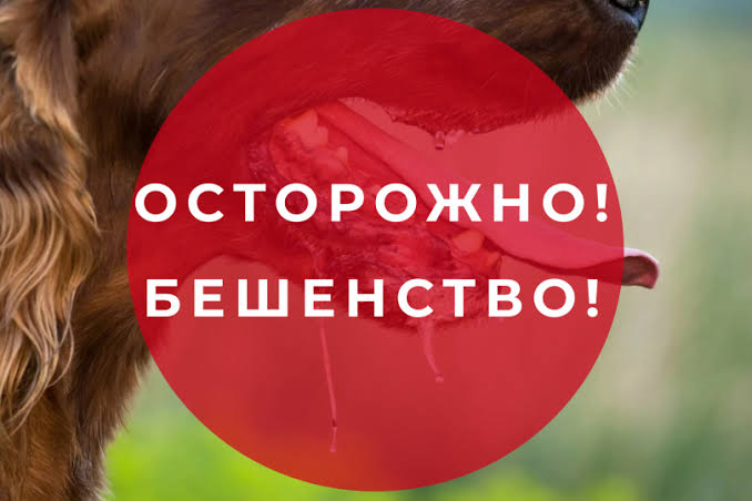 О бешенстве. Знаете ли вы, что это за болезнь?